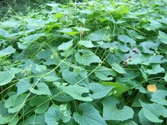 Schizopepon bryoniifolius