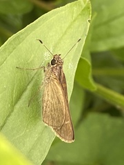 Hesperiinae