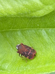 Cicadellidae