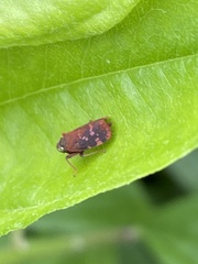 Cicadellidae