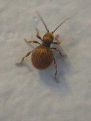 Niptus hololeucus