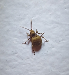 Niptus hololeucus