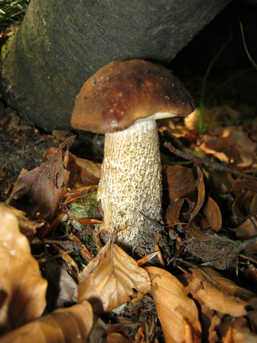 Slate Bolete