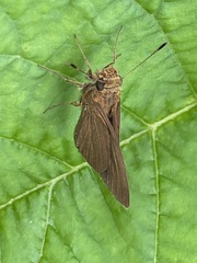 Hesperiinae