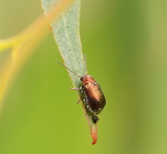 Aporocera viridis