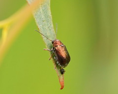 Aporocera viridis