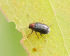 Aporocera viridis