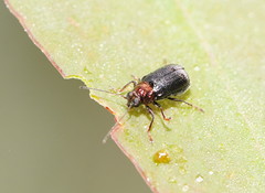 Aporocera viridis