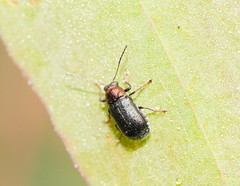 Aporocera viridis