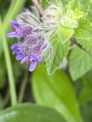 Marsypianthes chamaedrys