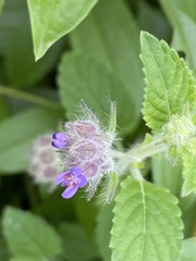 Marsypianthes chamaedrys