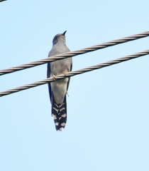 Cacomantis passerinus