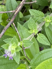 Marsypianthes chamaedrys