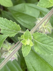 Marsypianthes chamaedrys