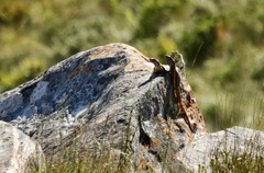 Pseudocordylus microlepidotus