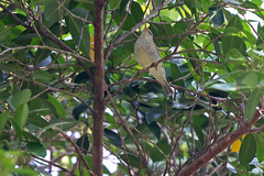 Phylloscopus trochiloides
