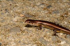 Scincella formosensis