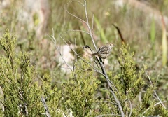 Cisticola subruficapilla
