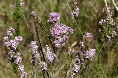 Indigofera sulcata