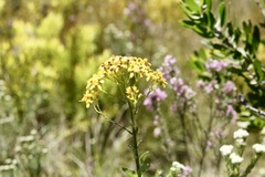 Senecio crenulatus