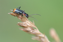 Axinotarsus pulicarius