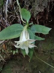 Tripterospermum chinense