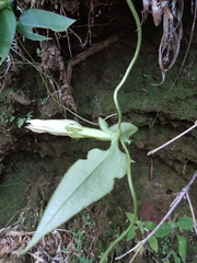 Tripterospermum chinense