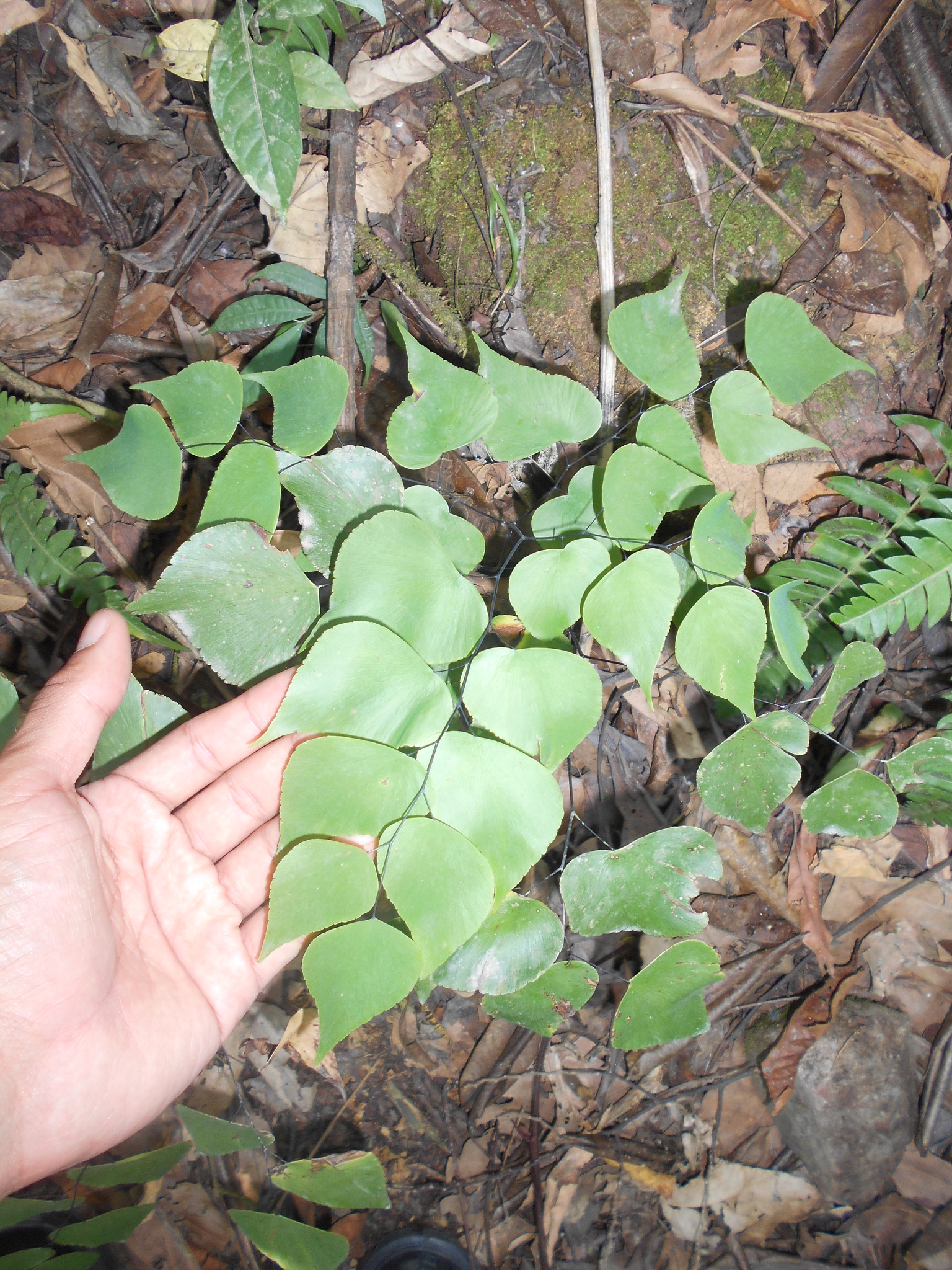 Imagem de Avenca-prateada