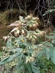Blumea balsamifera
