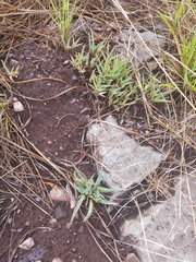Euphorbia pseudotuberosa
