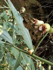 Blumea balsamifera