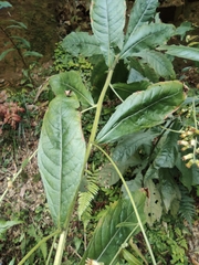 Blumea balsamifera