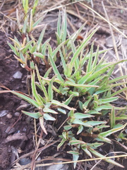 Euphorbia pseudotuberosa