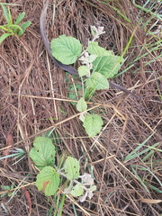 Hermannia transvaalensis