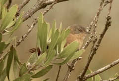 Cryptillas victorini