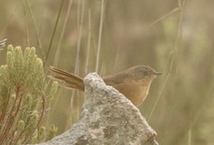 Cryptillas victorini