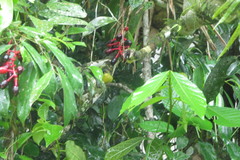 Todirostrum poliocephalum