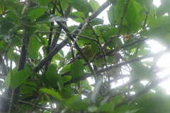 Todirostrum poliocephalum