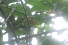 Todirostrum poliocephalum