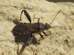 Heegeria tangirica