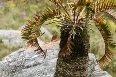 Encephalartos longifolius
