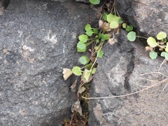 Micranthes virginiensis