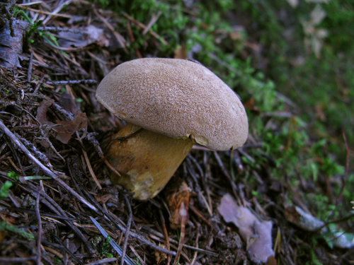 Velvet Bolete