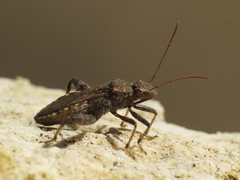 Heegeria tangirica