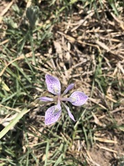 Moraea simulans