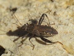 Heegeria tangirica