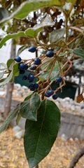 Viburnum tinus