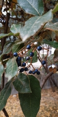 Viburnum tinus