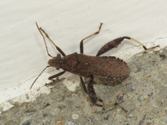 Heegeria tangirica