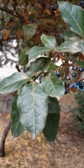 Viburnum tinus